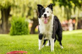 Photo of Who Are Border Collies Best For