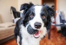 Photo of Why Border Collies Are So Smart