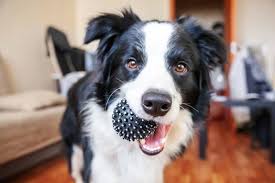 Why Border Collies Are So Smart