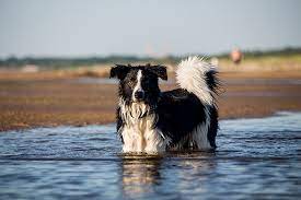 Photo of Why Do Border Collies Like Water