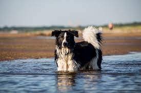 Why Do Border Collies Like Water