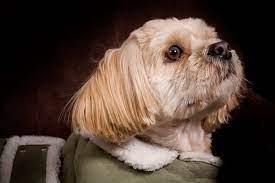 Why Do Shih Tzus Bark So Much