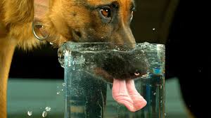 Photo of Why Does My German Shepherd Drink So Much Water