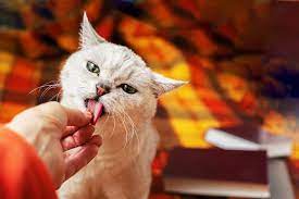 Why do cats lick
