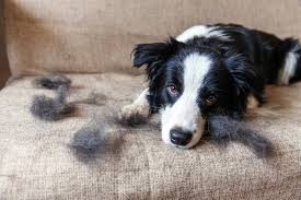 Photo of Will Border Collie Hair Grow Back