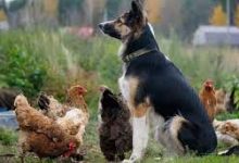 Photo of Will Border Collie Protect Chickens