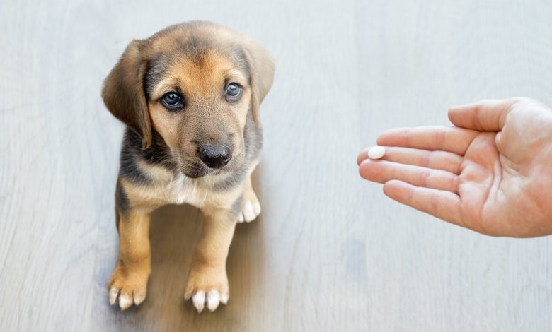 Worm Medicine for Puppies