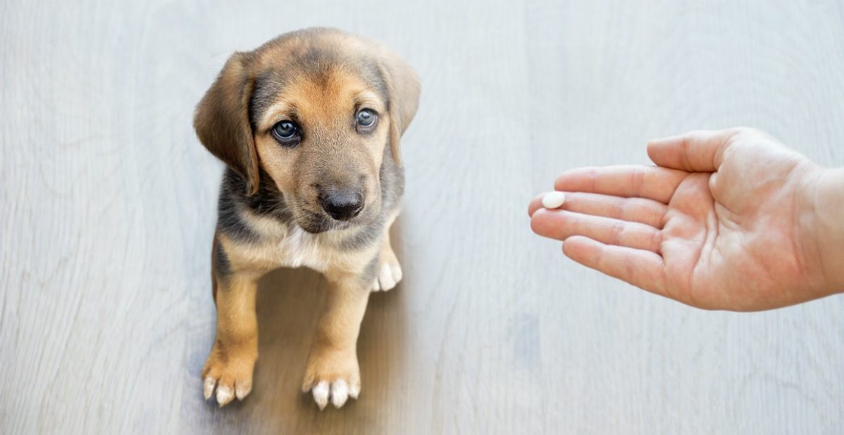 Worm Medicine for Puppies