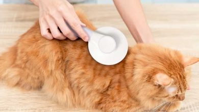 Photo of Cat Hair Mats Removal: Keep Your Cat Coat Tangle-Free
