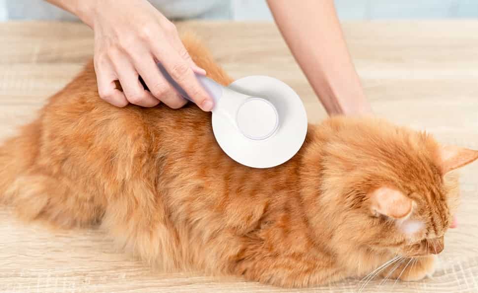 cat hair mats removal