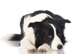 Photo of What is the Average Lifespan of a Border Collie?