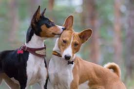 Photo of Rare Basenji Colors: Uncovering the Beauty Within