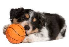 Photo of what are border collies dogs good for