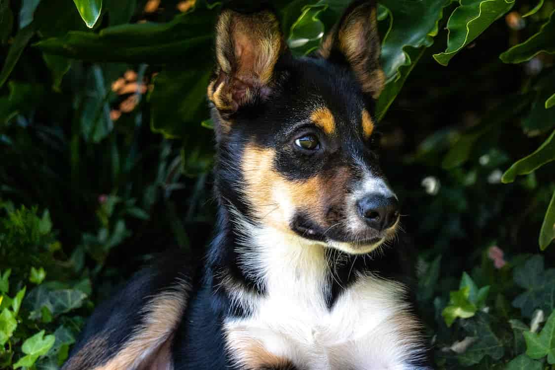 Do Kelpies have Border Collie in them