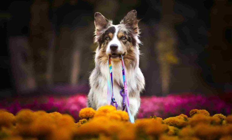How do I know if my Border Collie is dying