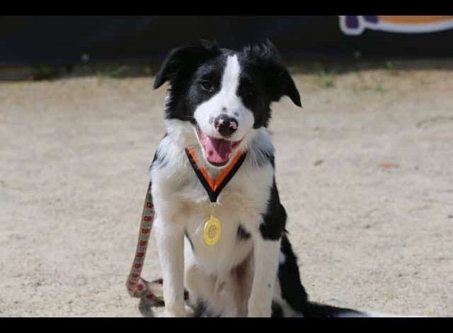 How long to walk a 7 month old Border Collie