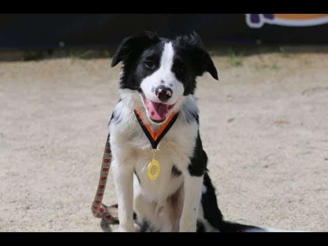 How long to walk a 7 month old Border Collie