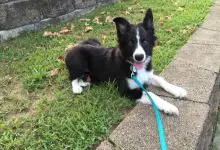 Photo of Is my Border Collie fully grown at 6 months?