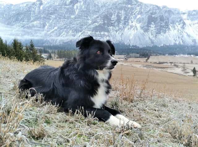 What is poisonous to Border Collies