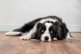 What is the most common disease in Border Collies