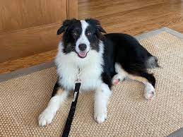 What to expect from a 6 month old Border Collie