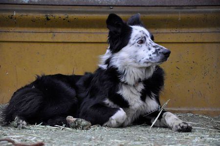 How long can Border Collies hold poop?