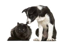 Photo of Are Border Collies Cat Friendly?