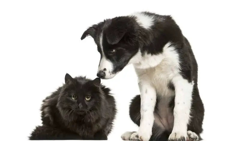Are Border Collies Cat Friendly