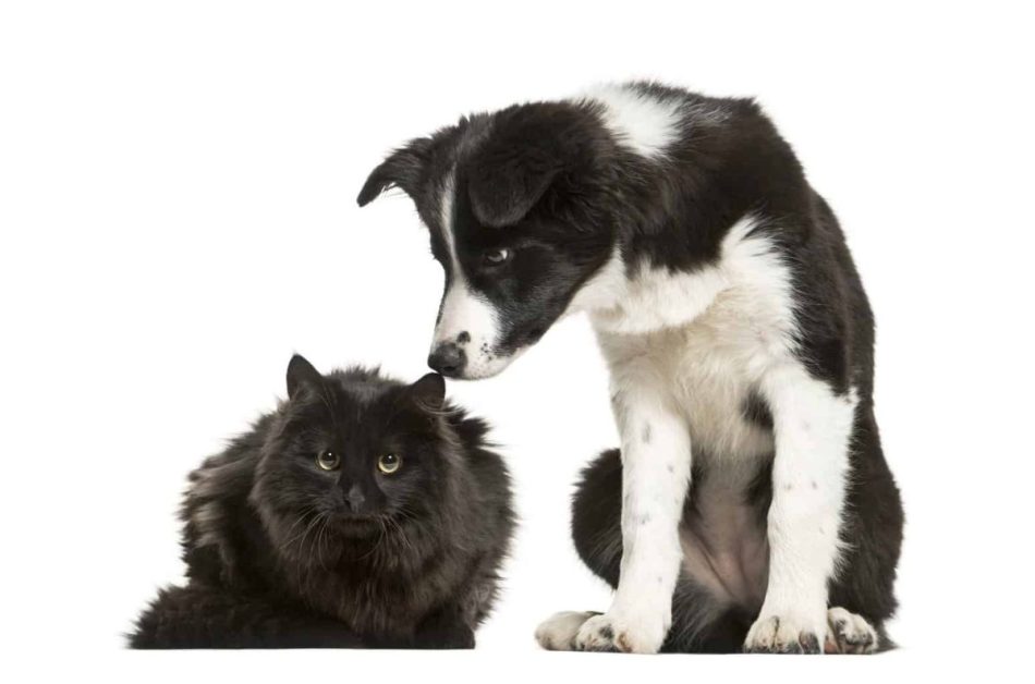 Are Border Collies Cat Friendly