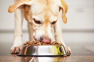 Can Dogs Eat Ginger Snaps