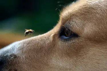Ants Bite Dogs
