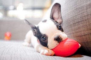 Dog Puppy Ate Plastic