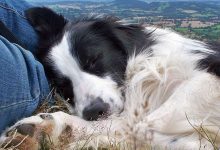 Photo of Do Border Collies like sleeping outside in winter?