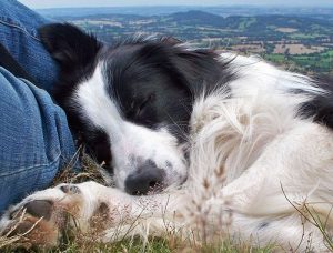 Border Collie sleeping outside in winter. Do Border Collies like sleeping outside in winter