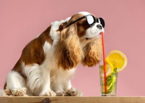 Is pineapple juice good for dogs?