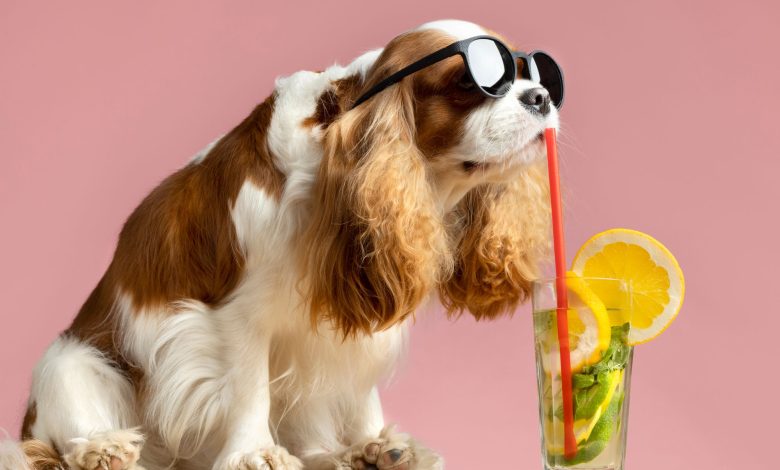 Is pineapple juice good for dogs?